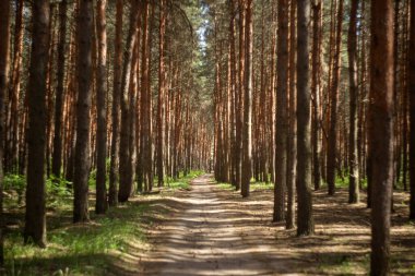 Ormandaki çam ağaçları.