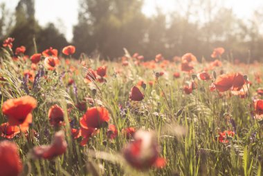 tarlada kırmızı gelincik çiçekleri.