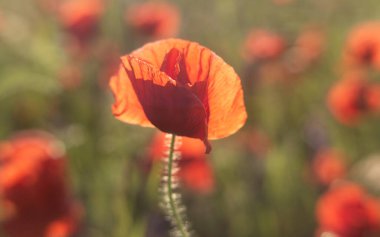 Bahçede kırmızı gelincik çiçekleri