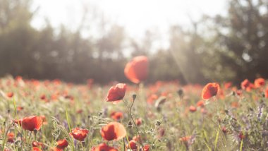 Yaz alanında kırmızı haşhaş