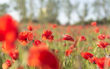 Güneşli bir günde tarlada haşhaş