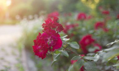 Bahçede güzel kırmızı güller