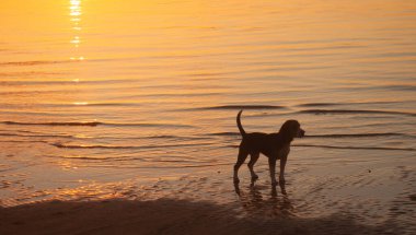 Köpek gün batımı plajında