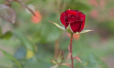 Bahçede kırmızı gül