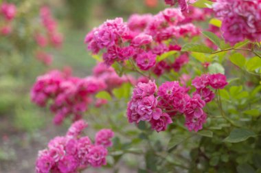 Bahçedeki güzel çiçekler