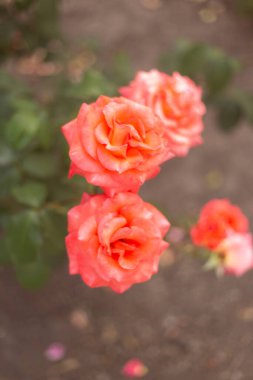 Bahçede güzel kırmızı güller