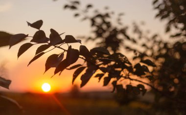 Ağaçta gün batımı