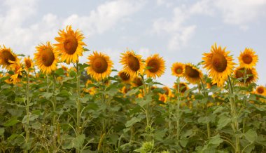 Bahçedeki ayçiçeği