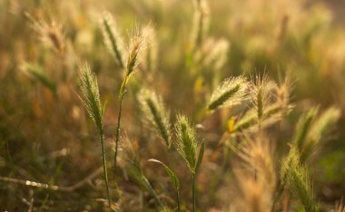 yeşil çimenler tarlada