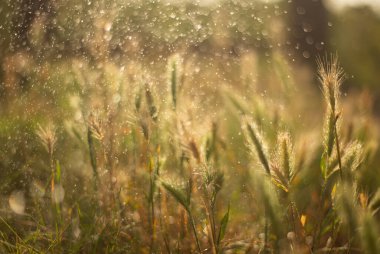 Sabah güneşinde çimenlere çiy damlaları düşer.