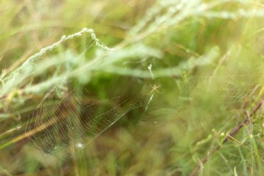 Çiy damlalı örümcek ağı