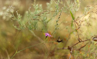 Yakın plan - tarlada yabani çiçek, doğa arka plan