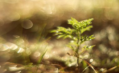 Ormanda yeşil çimenler