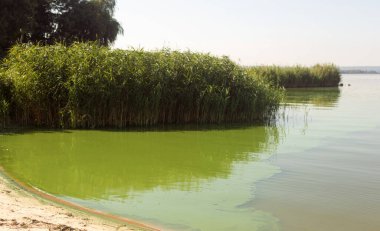 Güzel göl ve yeşil algler