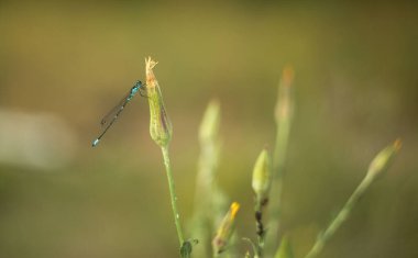 Bahçede yeşil bir yaprak üzerinde yusufçuk.