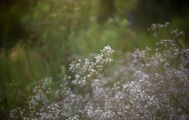 Bahçenin güzel çiçekleri