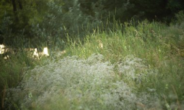 Çiçekli yaz çayırı