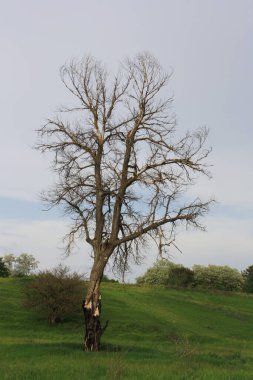 Ormandaki yalnız ağaç.