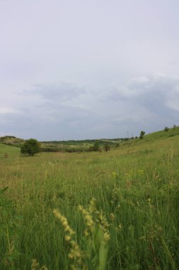 Güzel yaz manzarası, tarla, gökyüzü ve çimenler