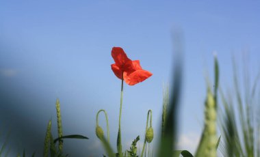 Güzel gelincik çiçeği, yaz bitkisi