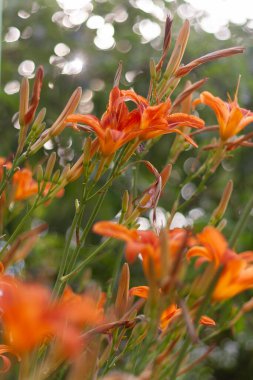 Bahçedeki güzel çiçekler