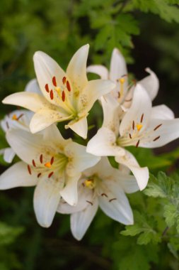 Gündüzün beyaz çiçeğine (ococallis daylily) yakın plan )
