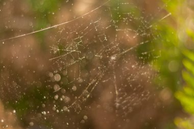 pencere camına yağmur damlası