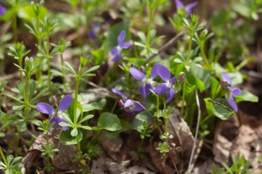 Mavi menekşe yabani çiçek