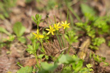 Ormandaki bir bitkinin sarı çiçekleri.