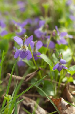 Çayırdaki mavi bahar çiçeklerinin mor çiçekleri.