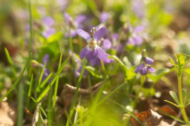 Bahar ormanlarında güneşte mavi çiçekler