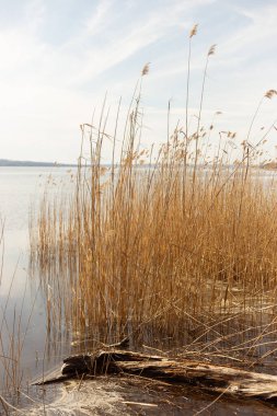 Volga nehrinin kıyısında.