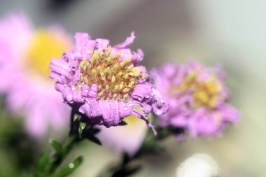 Beyaz arka planda güzel pembe çiçekler