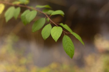 Sonbahar Ormanı Huzuru Fısıltıları