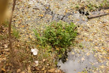 Sonbahar Ormanı Huzuru Fısıltıları