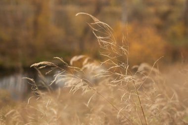 Sonbahar Ormanı Renklerinde Doğanın Senfonisi