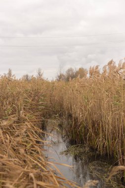 Sonbahar Ormanında Sessizliğin Yankıları