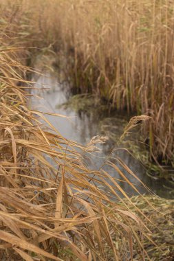 Büyülü Ormanın Altın Kubbesi