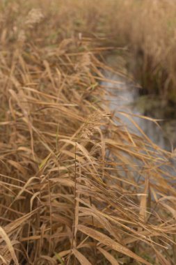 Sonbahar Ormanında Sessizliğin Yankıları