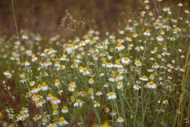Yeşil çimlerde papatya çiçekleri