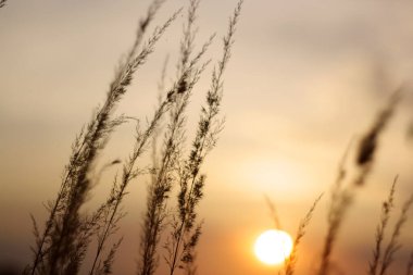 günbatımı bir çayırda