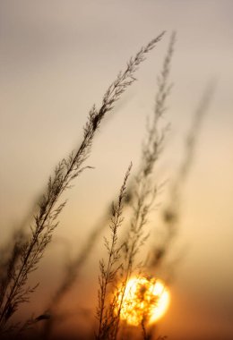 Parkta güzel bir gün batımı