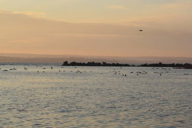 Akşamları martılar