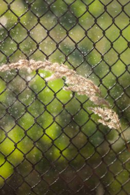 Yeşil yapraklı bir ağın yakın plan çekimi.