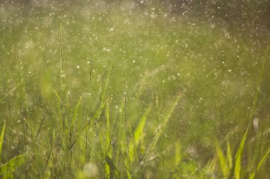 yeşil çimenler ve çiy damlaları