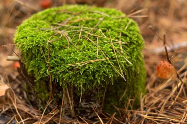 Ormanda yosun kaplı ağaç. sonbahar sezonu.