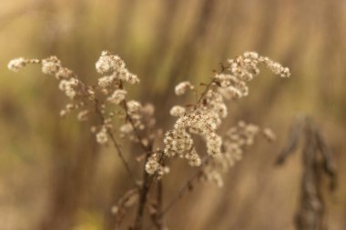 Bahçedeki kuru çiçekler.