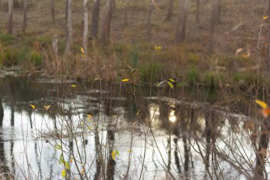 Sonbahar yaprakları, sonbahar bitkileri