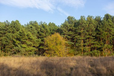 sonbahar yatay, sarı orman