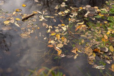 Parkta sonbahar manzarası.